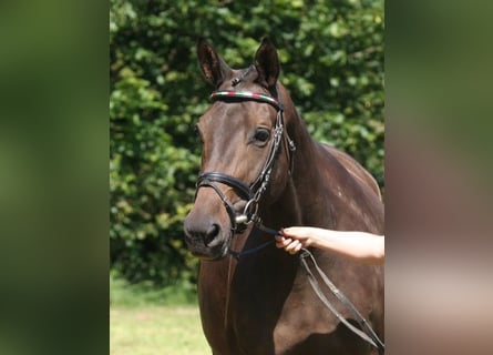 Trakehner, Merrie, 16 Jaar, 166 cm, Donkerbruin