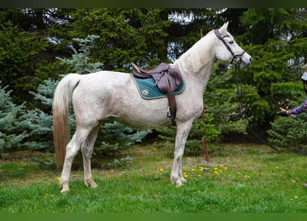 Trakehner, Merrie, 16 Jaar, 168 cm, Schimmel