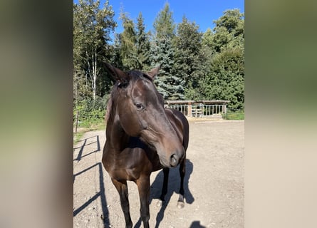 Trakehner, Merrie, 18 Jaar, 167 cm, Donkerbruin