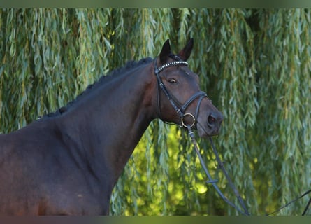 Trakehner, Merrie, 19 Jaar, 163 cm, Donkerbruin