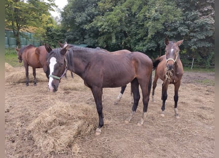 Trakehner, Merrie, 1 Jaar, 151 cm, Zwartbruin