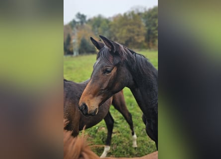 Trakehner, Merrie, 1 Jaar, 168 cm, Bruin