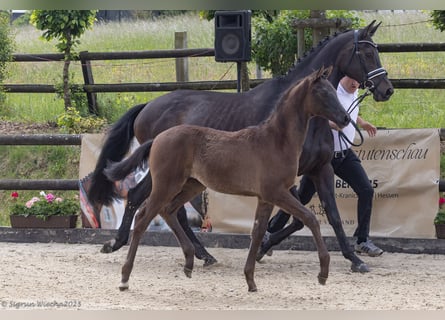 Trakehner, Merrie, 1 Jaar, 168 cm, Donkerbruin