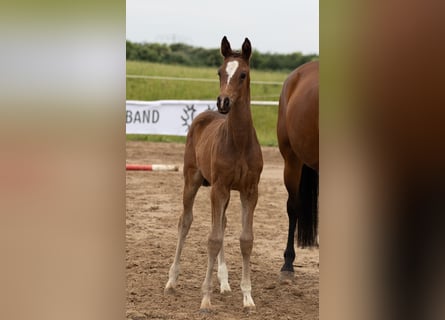 Trakehner, Merrie, 1 Jaar, 170 cm, Bruin