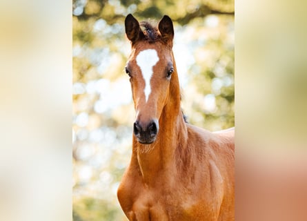 Trakehner, Merrie, 1 Jaar, 170 cm, Bruin