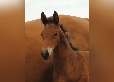 Trakehner, Merrie, 1 Jaar, Brauner
