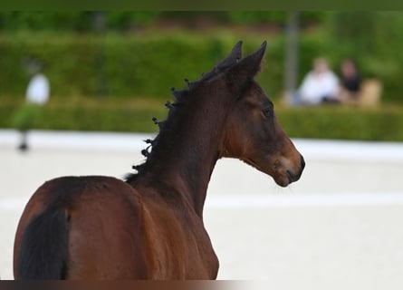 Trakehner, Merrie, 1 Jaar, Bruin