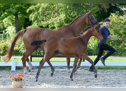 Trakehner, Merrie, 1 Jaar, Bruin