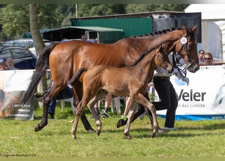 Trakehner, Merrie, 1 Jaar, Bruin