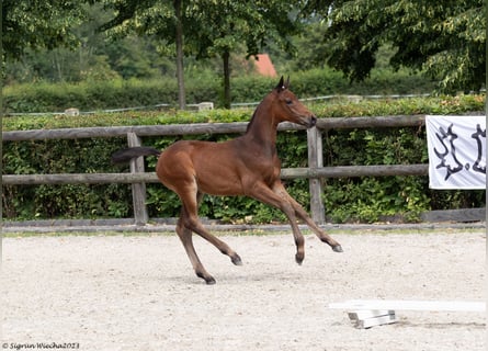 Trakehner, Merrie, 1 Jaar, Bruin