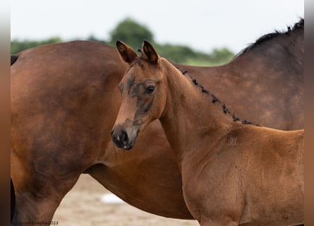 Trakehner, Merrie, 1 Jaar, Bruin