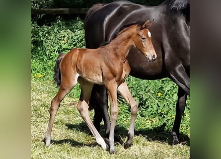 Trakehner, Merrie, 1 Jaar, Bruin