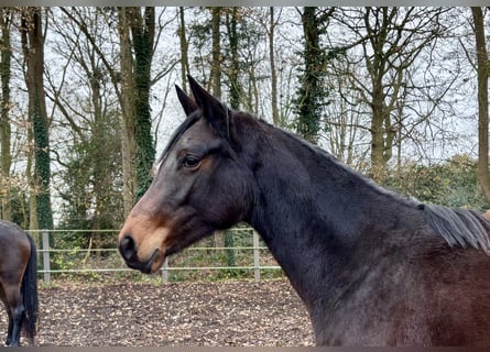 Trakehner, Merrie, 1 Jaar, Donkerbruin