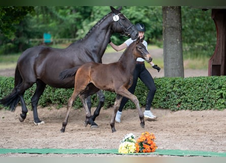 Trakehner, Merrie, 1 Jaar, Donkerbruin