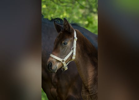 Trakehner, Merrie, 2 Jaar, 165 cm, Bruin