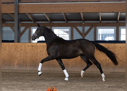 Trakehner, Merrie, 2 Jaar, 167 cm, Donkerbruin