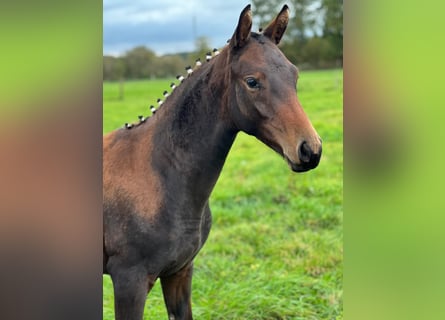 Trakehner, Merrie, 2 Jaar, 168 cm