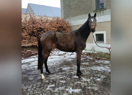 Trakehner, Merrie, 3 Jaar, 154 cm, Donkerbruin