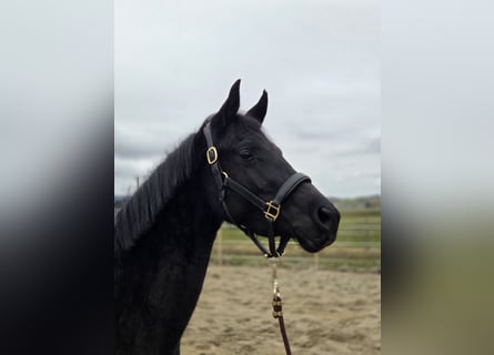 Trakehner, Merrie, 3 Jaar, 158 cm, Zwart