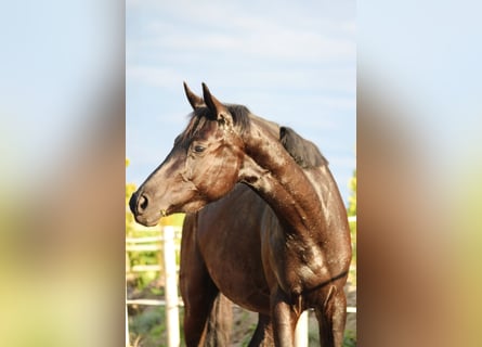 Trakehner, Merrie, 3 Jaar, 158 cm, Zwart