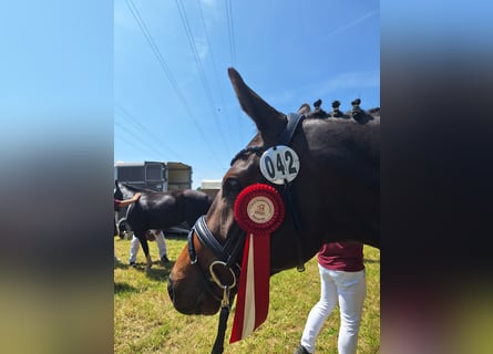 Trakehner, Merrie, 3 Jaar, 162 cm, Donkerbruin
