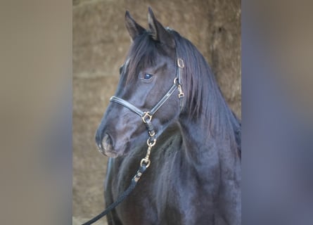 Trakehner, Merrie, 3 Jaar, 165 cm, Zwart