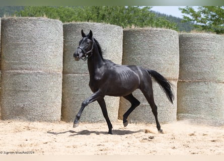 Trakehner, Merrie, 3 Jaar, 165 cm, Zwart