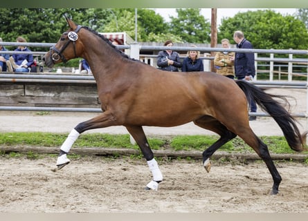 Trakehner, Merrie, 3 Jaar, 169 cm, Bruin