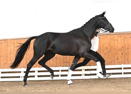 Trakehner, Merrie, 3 Jaar, 170 cm, Zwart