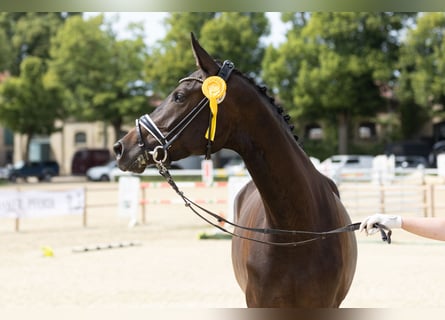 Trakehner, Merrie, 3 Jaar, 172 cm, Zwartbruin