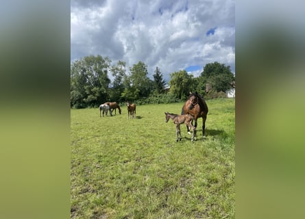 Trakehner, Merrie, 4 Jaar, 162 cm, Bruin