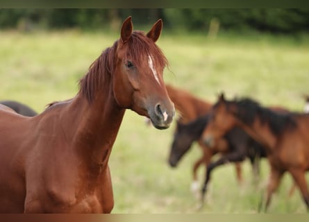 Trakehner, Merrie, 4 Jaar, 163 cm, Vos