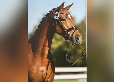 Trakehner, Merrie, 4 Jaar, 165 cm, Vos