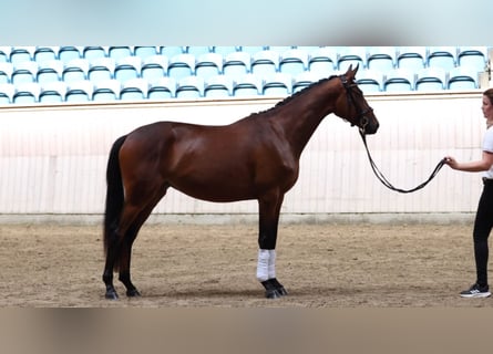Trakehner, Merrie, 4 Jaar, 167 cm, Bruin