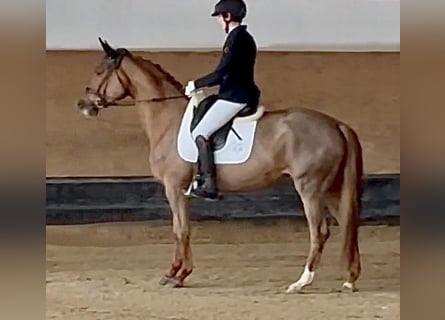Trakehner, Merrie, 4 Jaar, 167 cm, Vos
