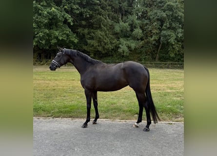 Trakehner, Merrie, 4 Jaar, 167 cm, Zwart