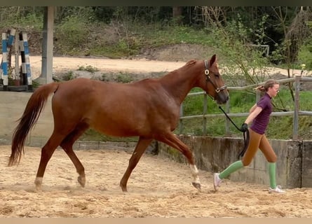 Trakehner, Merrie, 4 Jaar, 168 cm, Vos