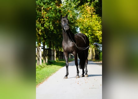 Trakehner, Merrie, 4 Jaar, 168 cm, Zwart