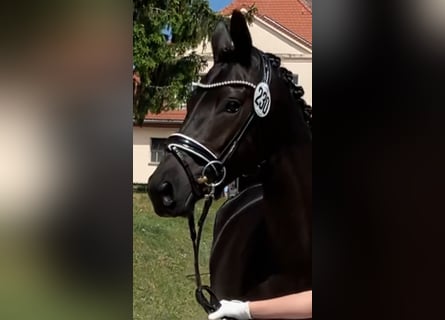 Trakehner, Merrie, 4 Jaar, 168 cm, Zwartbruin