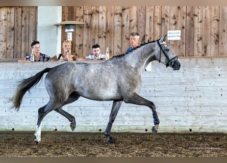 Trakehner, Merrie, 4 Jaar, 169 cm, Schimmel