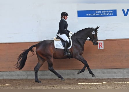 Trakehner, Merrie, 4 Jaar, 170 cm, Donkerbruin