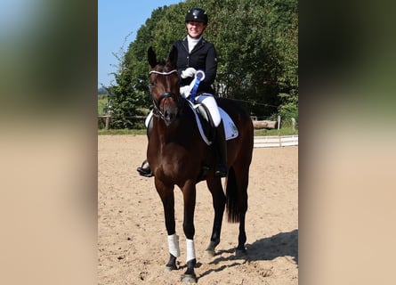 Trakehner, Merrie, 4 Jaar, 170 cm, Donkerbruin