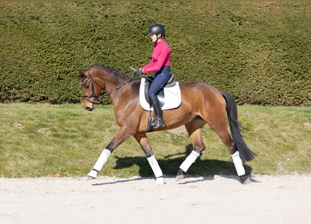 Trakehner, Merrie, 4 Jaar, 171 cm, Bruin