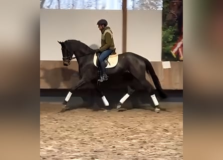 Trakehner, Merrie, 4 Jaar, 173 cm, Bruin