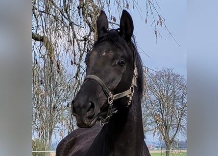 Trakehner, Merrie, 4 Jaar, 174 cm, Zwartbruin