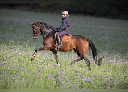 Trakehner, Merrie, 5 Jaar, 163 cm, Bruin