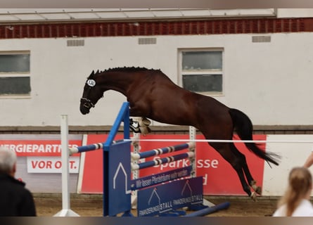 Trakehner, Merrie, 5 Jaar, 163 cm, Zwart