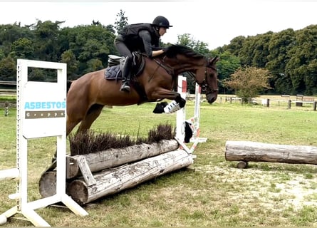Trakehner, Merrie, 5 Jaar, 165 cm, Bruin