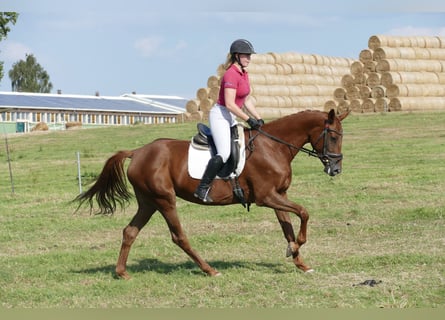 Trakehner, Merrie, 5 Jaar, 165 cm, Donkere-vos