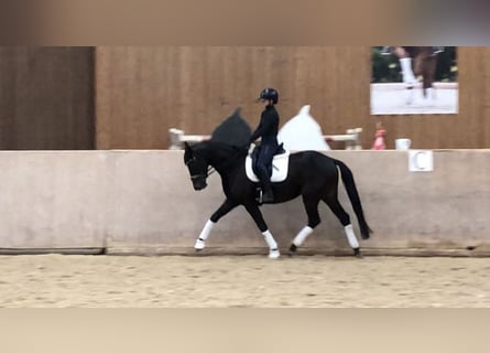 Trakehner, Merrie, 5 Jaar, 165 cm, Zwartbruin